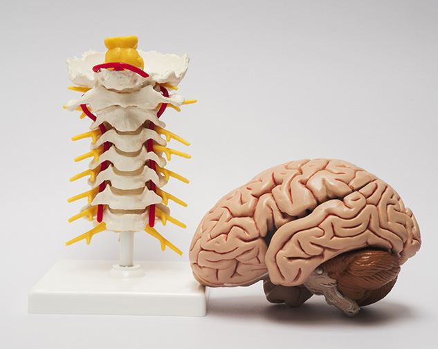 Brain and Spine Injuries